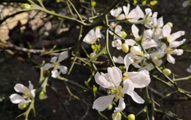 綠植租賃對于不會養(yǎng)殖花卉的人有哪些好處呢？