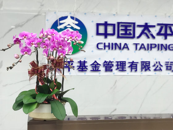 太平基金上海辦公室綠植租賃與養(yǎng)護