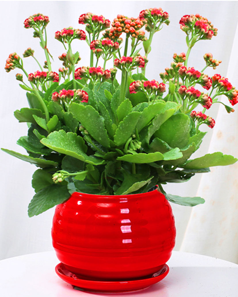 長(zhǎng)壽花