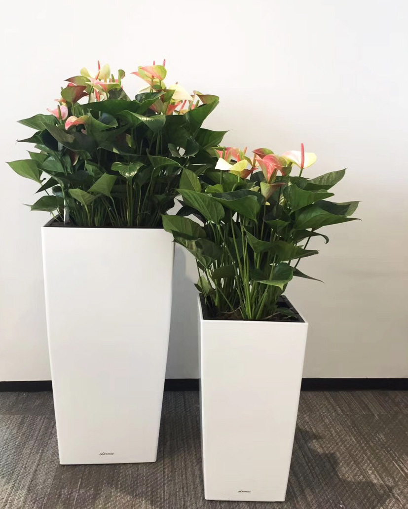 組合花卉1