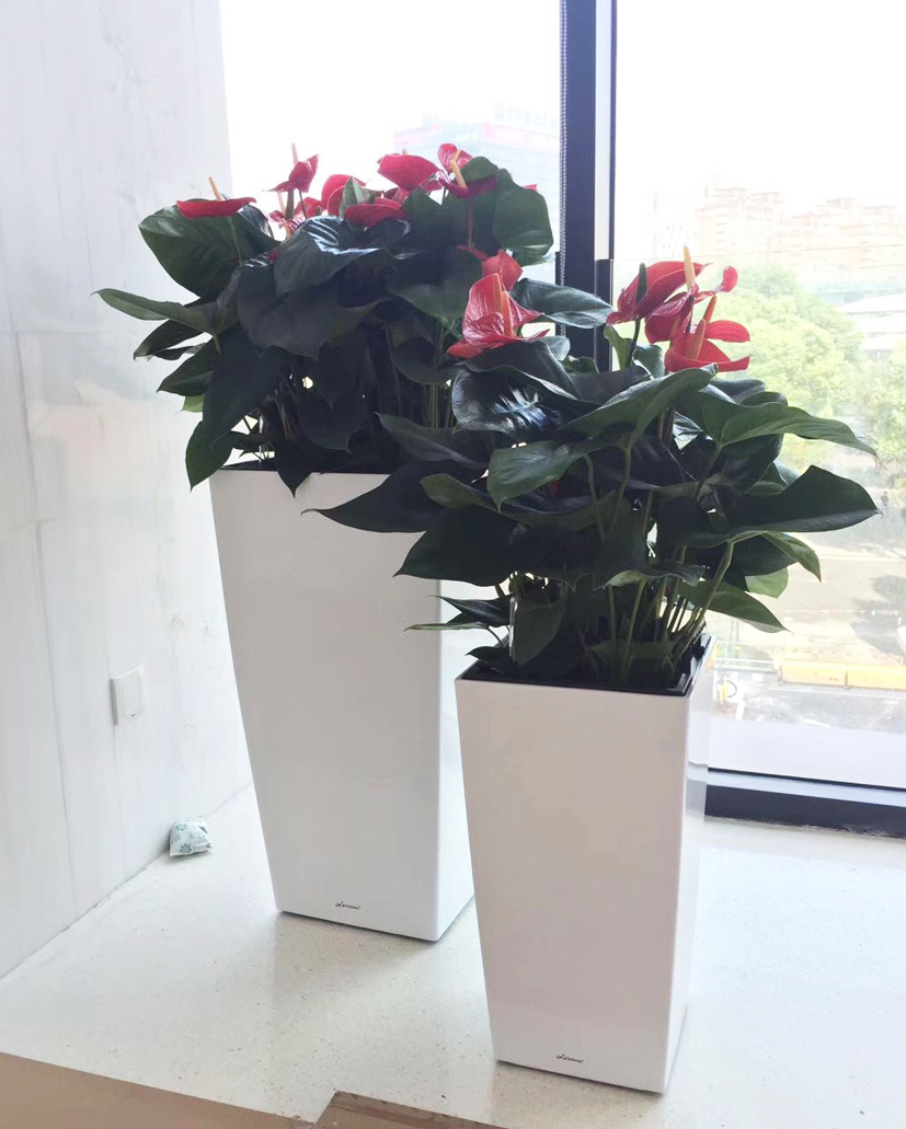 組合花卉3