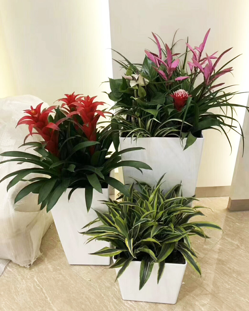 組合花卉7