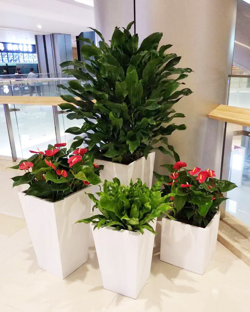 組合花卉12