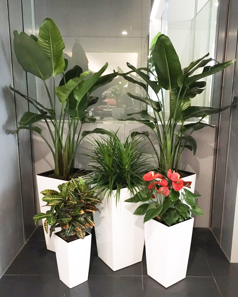 組合花卉19