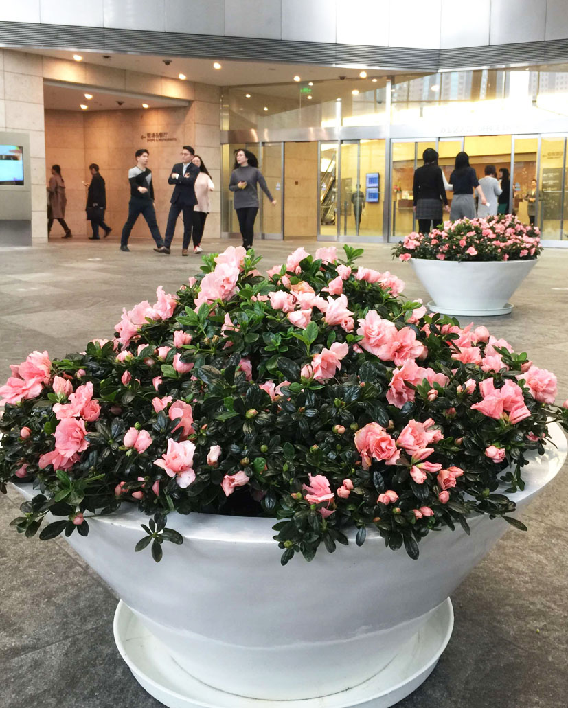 組合花卉38