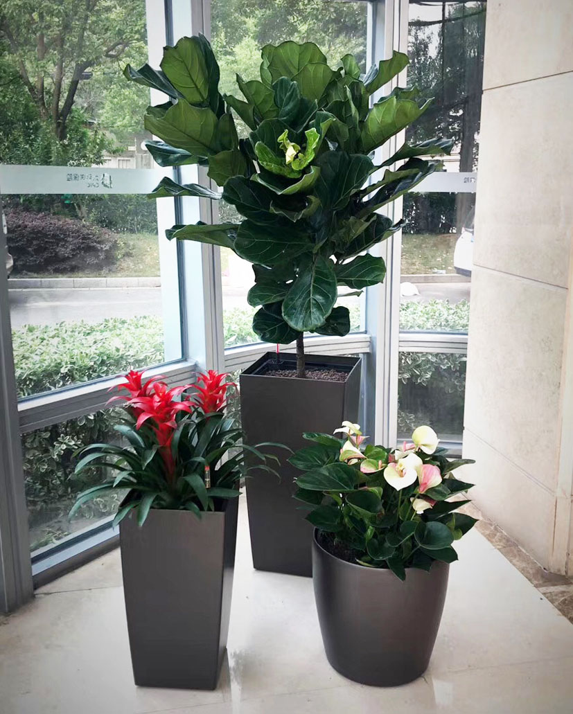 組合花卉55