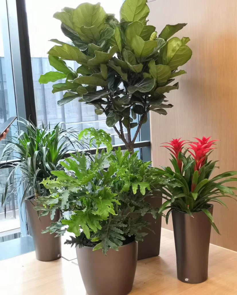 組合花卉58