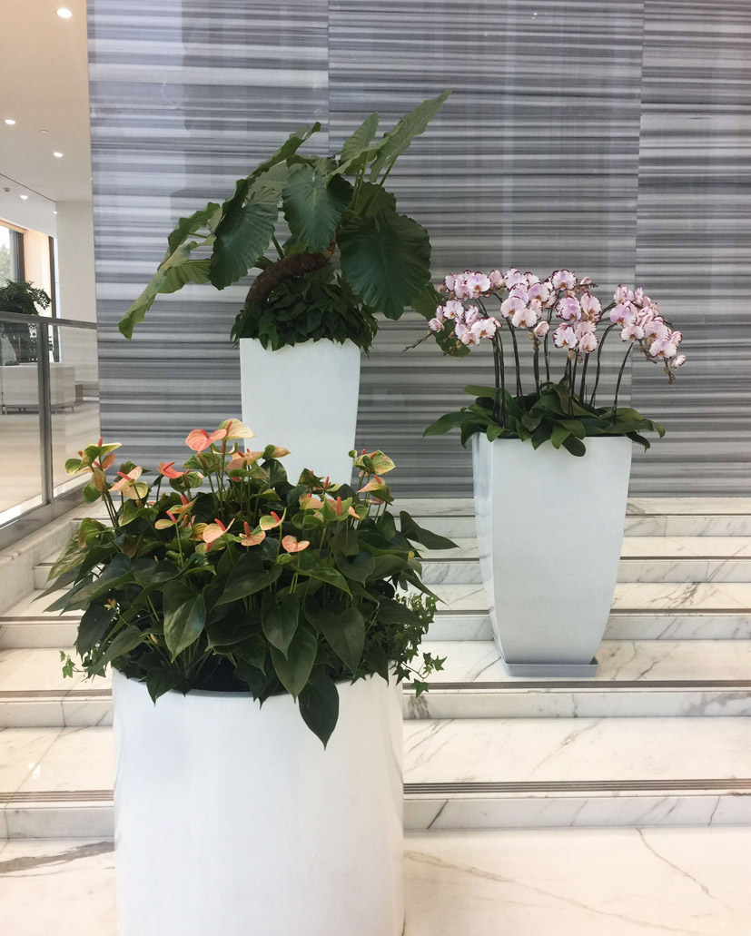 組合花卉62