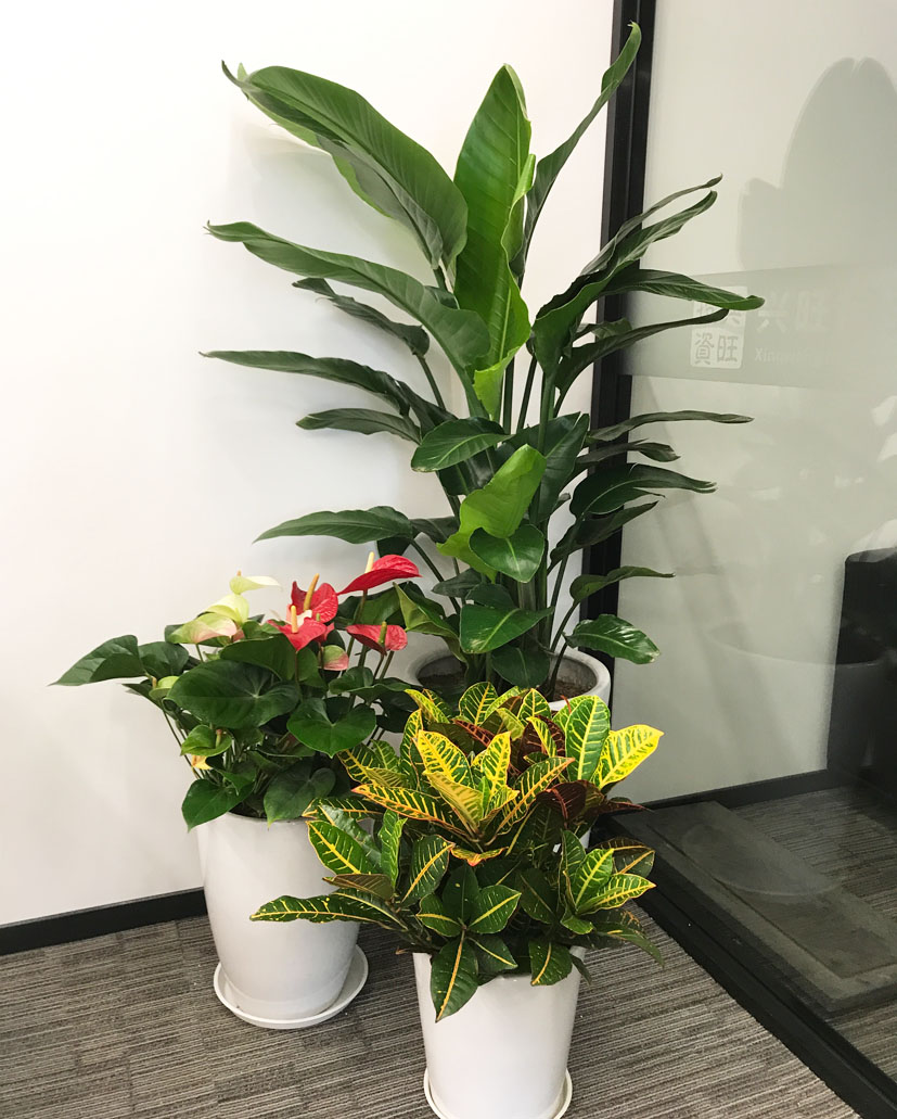 組合花卉71
