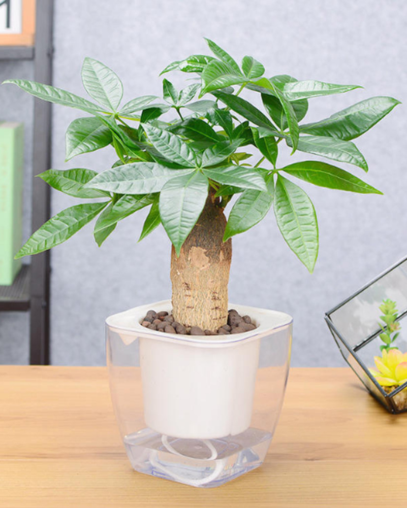 水培發(fā)財(cái)樹(shù)