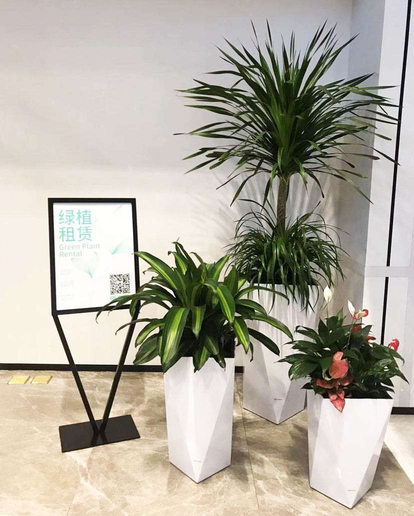 組合花卉75