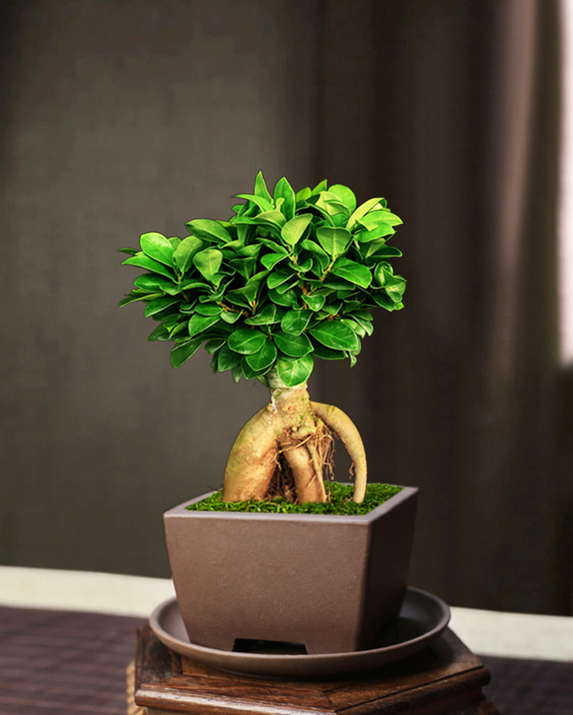 人參榕