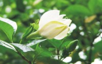 梔子花的花語是什么？
