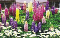 魯冰花的花語是什么？
