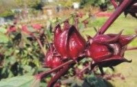 玫瑰茄的花語是什么？