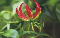 嘉蘭的花語是什么？