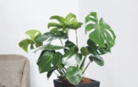 龜背竹的花語是什么？