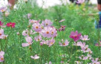 波斯菊的花語是什么？