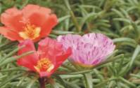太陽花的花語是什么？