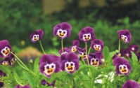 蝴蝶花的花語是什么？