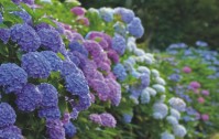 繡球花的花語是什么？