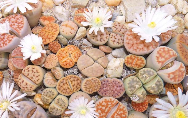 生石花的花語是什么？
