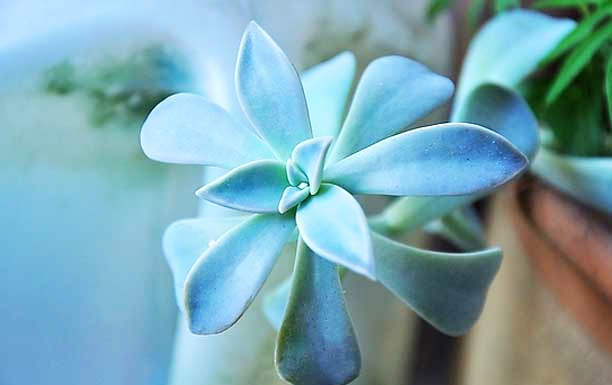 寶石花的花語是什么？