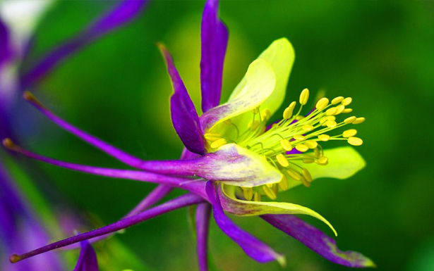 耬斗菜的花語是什么？