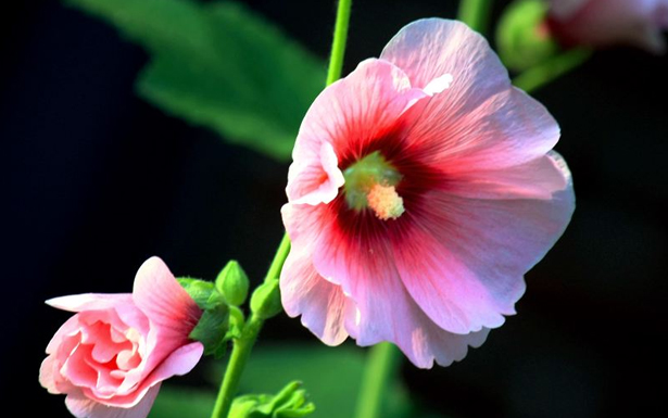 蜀葵的花語是什么？