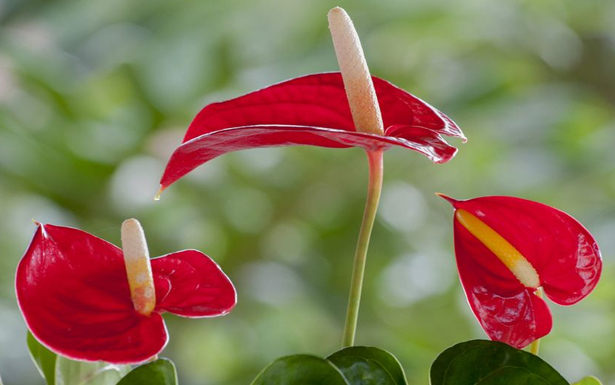 火鶴花的花語是什么？