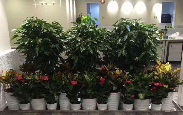 上?；ɑ茏赓U公司將為您簡單介紹正確給花卉澆水方法