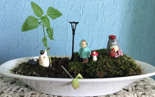 上海綠植租賃公司簡要介紹辦公室的綠植租賃內(nèi)容