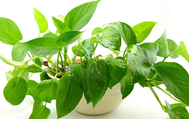 上海綠植養(yǎng)護(hù)公司教您冬天不讓綠蘿凍死應(yīng)該怎么做
