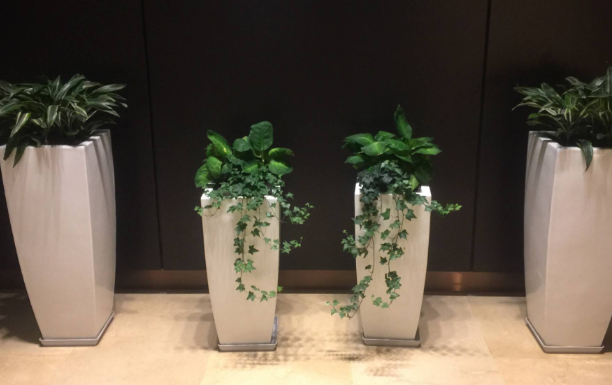 上海綠植租賃公司講解綠植擺放都有哪些講究
