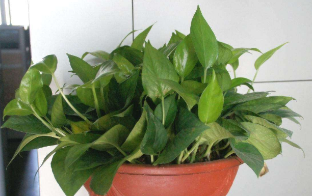 上海綠植租賃公司分析綠蘿維護(hù)不好都會出現(xiàn)哪些情況