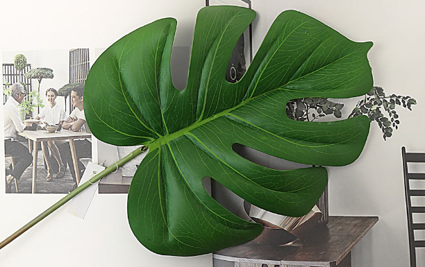綠植租賃公司為您講解室內(nèi)綠植應(yīng)該怎樣擺放