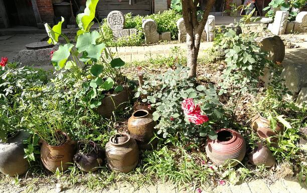 綠植租賃公司教您室內(nèi)植入如何度過嚴寒的冬季