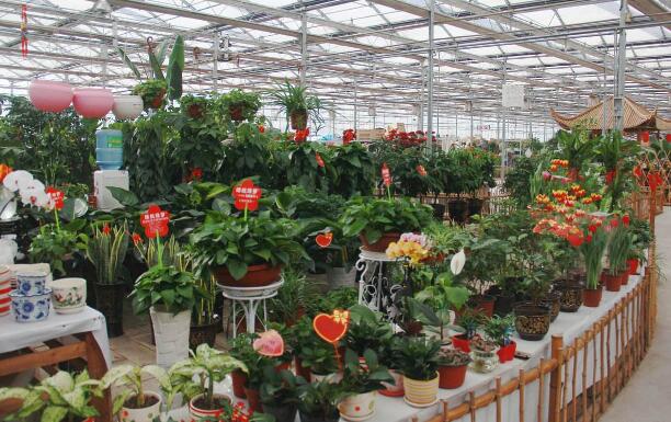 綠植租賃公司為您介紹綠植如何科學(xué)的澆水施肥