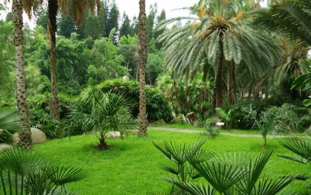 綠植租賃公司介紹一下綠植應(yīng)該如何清潔打掃護(hù)理