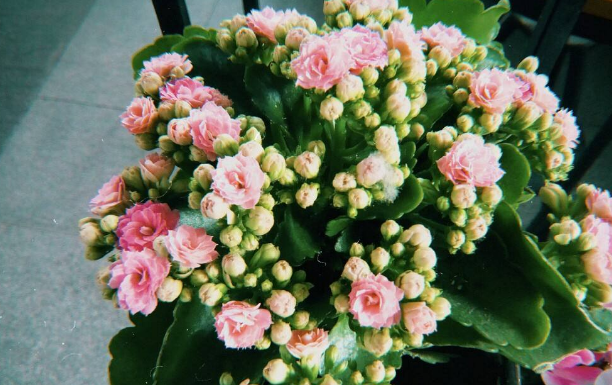 上?；ɑ茏赓U公司教您怎樣在夏天給長(zhǎng)壽花換盆