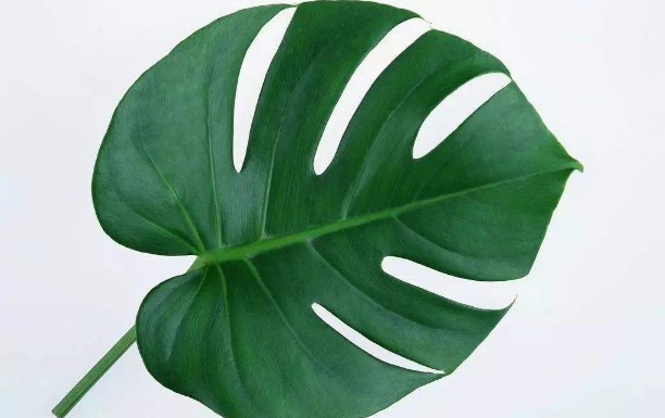 辦公室綠植租賃公司淺談不同的花卉對(duì)空氣濕度的要求