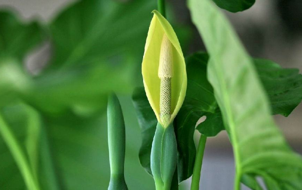 綠植租賃公司為您講解滴水觀音的養(yǎng)護(hù)方法