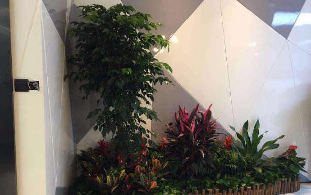 綠植租賃公司對(duì)企業(yè)綠植養(yǎng)護(hù)產(chǎn)生了哪些幫助？