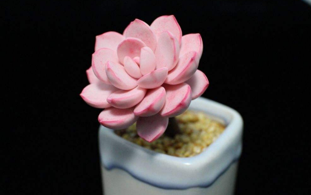 上海綠植養(yǎng)護公司教您怎樣正確養(yǎng)殖多肉植物