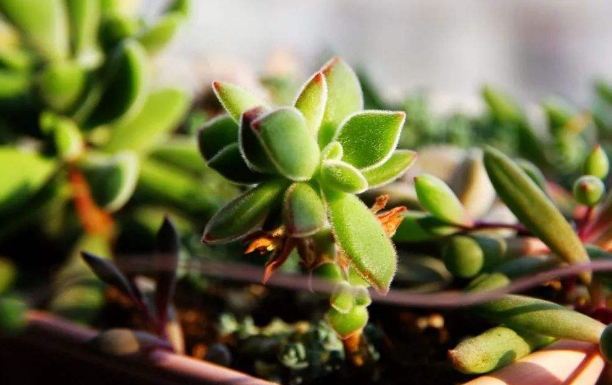 你知道綠植租賃必須遵循的五個(gè)原則是什么嗎？
