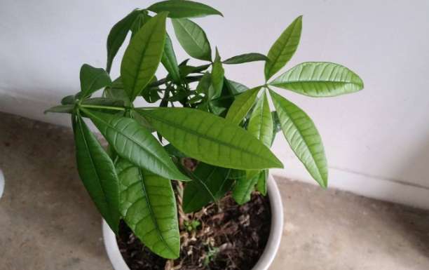 上海綠植養(yǎng)護(hù)公司分享養(yǎng)殖花卉的幾個(gè)小竅門