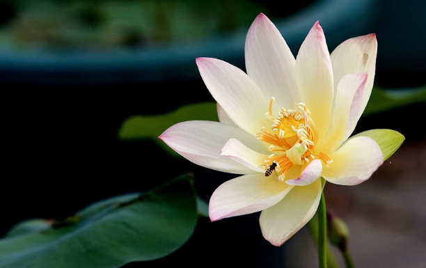 上海綠植養(yǎng)護(hù)公司教您養(yǎng)殖盆栽荷花的方法