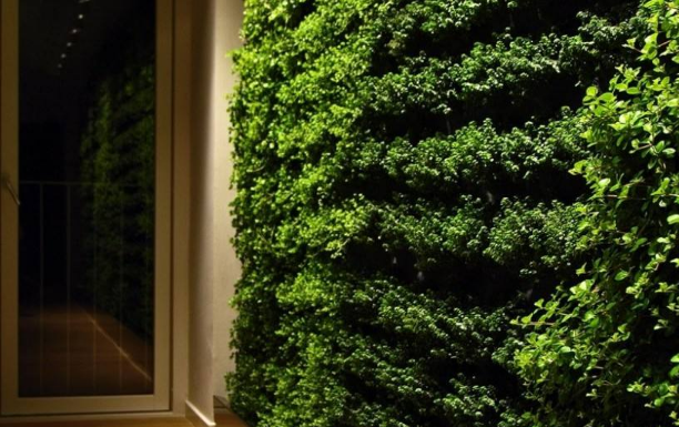 上海綠植養(yǎng)護(hù)公司為您講解室內(nèi)綠植墻的益處都有哪些