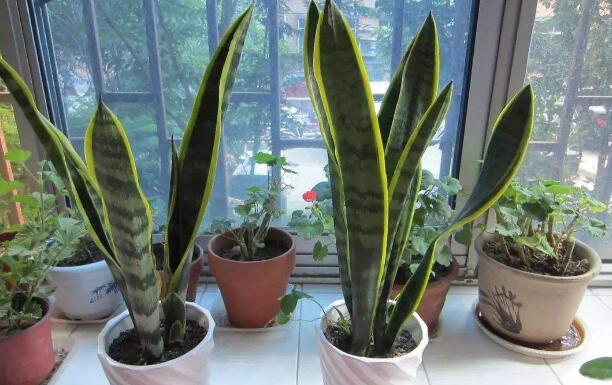 綠植租賃公司為您解讀室內(nèi)綠植裝飾設(shè)計有多么的關(guān)鍵