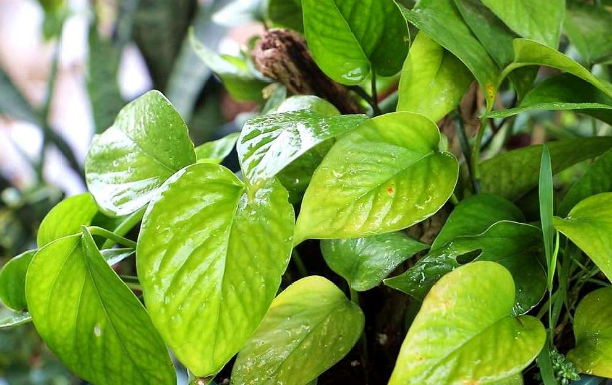上海綠植租賃公司淺談導(dǎo)致室內(nèi)花卉葉片變黃的四個原因